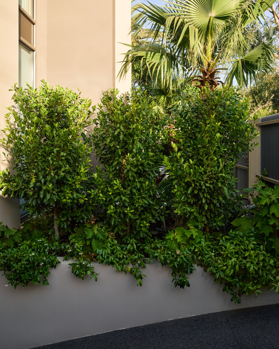 Ficus hillii 'Flash' — project image 4