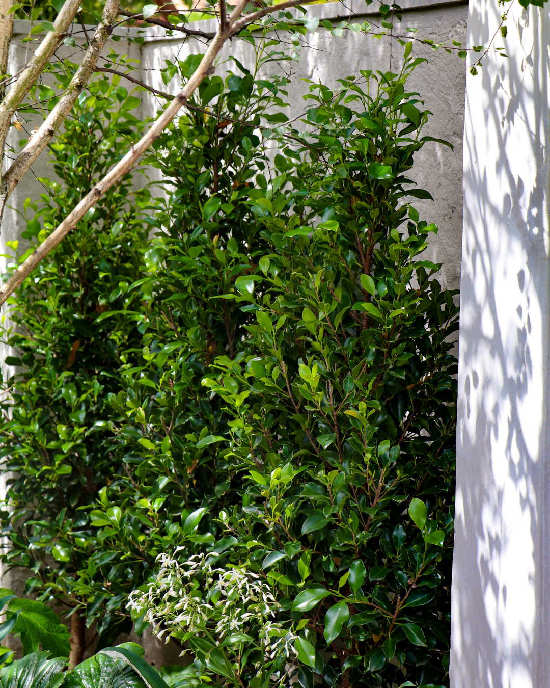 Ficus hillii 'Flash' — project image 5