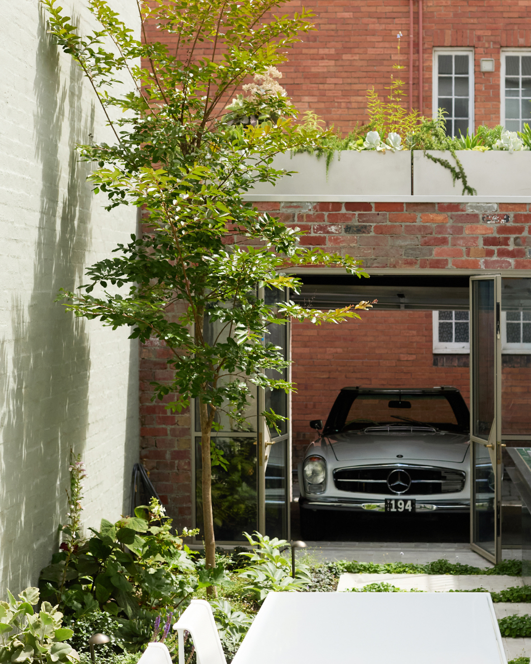 Lagerstroemia indica 'Natchez' White Crepe Myrtle — project image 3