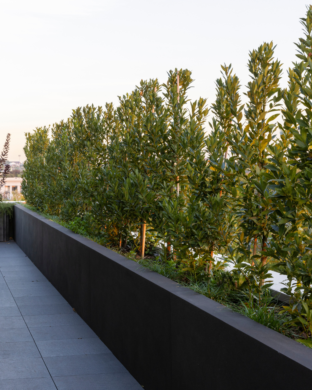 Laurus nobilis 'Miles Choice' Bay Tree — project image 1