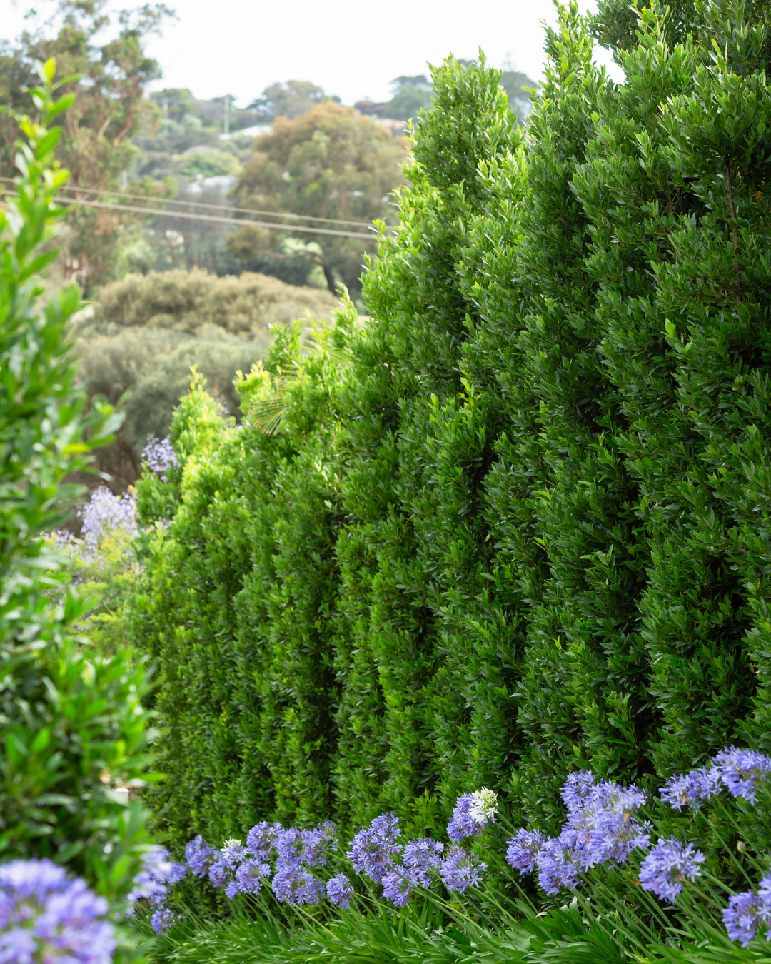Laurus nobilis 'Miles Choice' Bay Tree — project image 2
