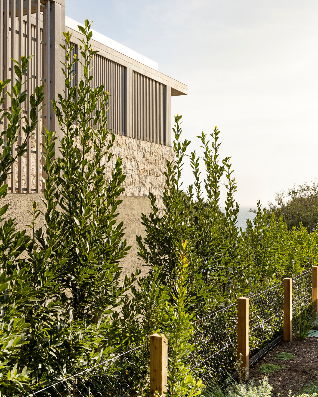Laurus nobilis 'Miles Choice' Bay Tree — project image 6