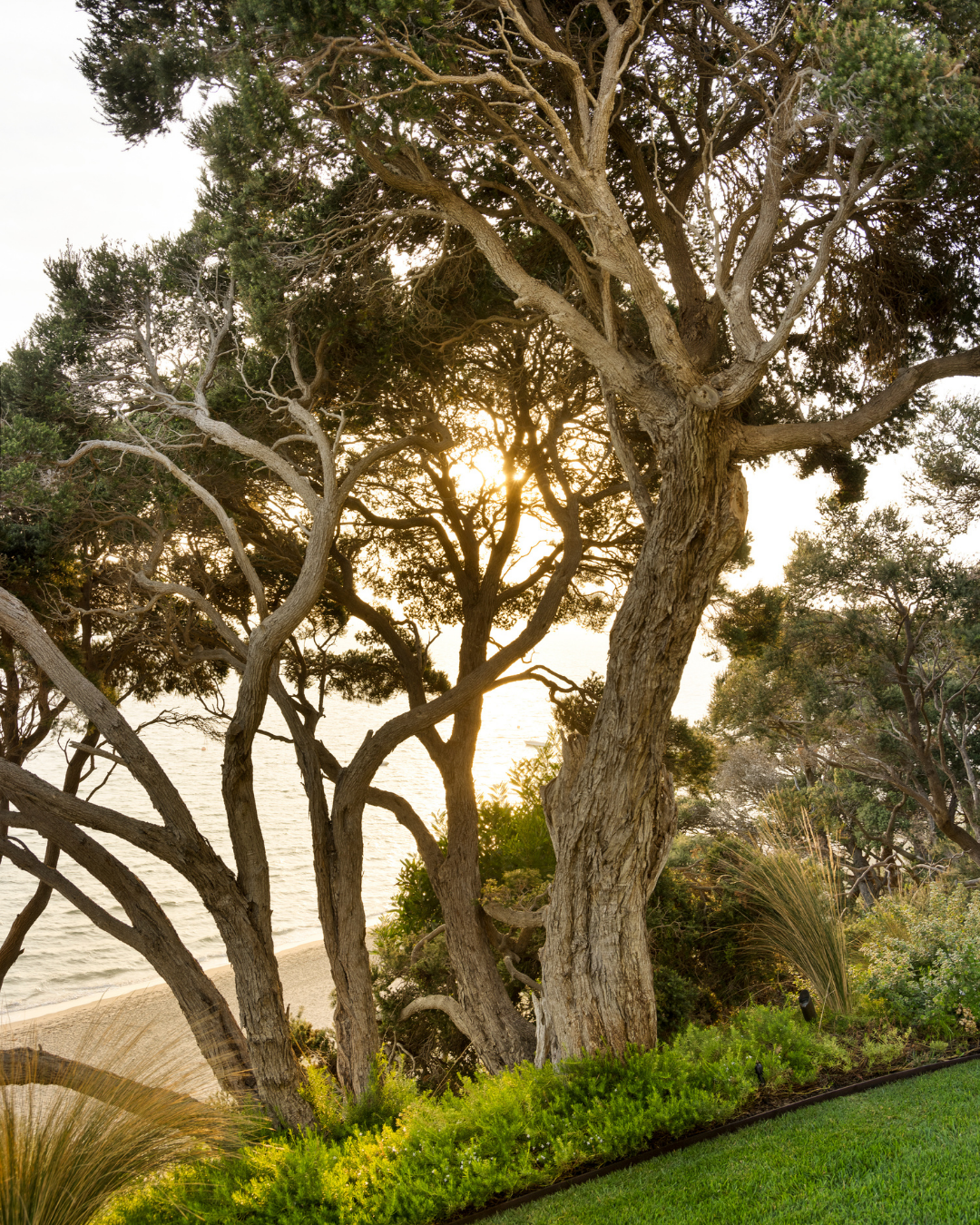 Leptospermum laevigatum - Coastal Tea Tree — project image 1