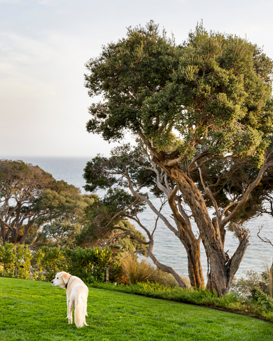 Leptospermum laevigatum - Coastal Tea Tree — project image 2