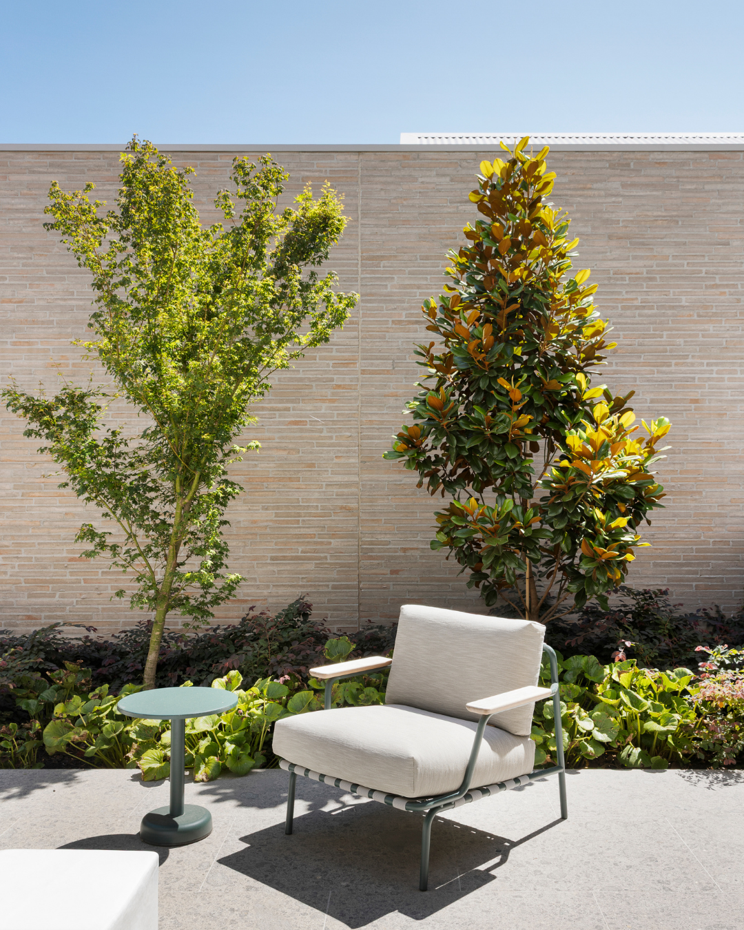 Magnolia grandiflora 'Coolwyn Gloss' — project image 1
