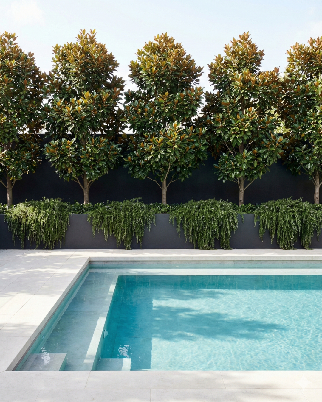 Magnolia grandiflora 'Little Gem' — project image 2