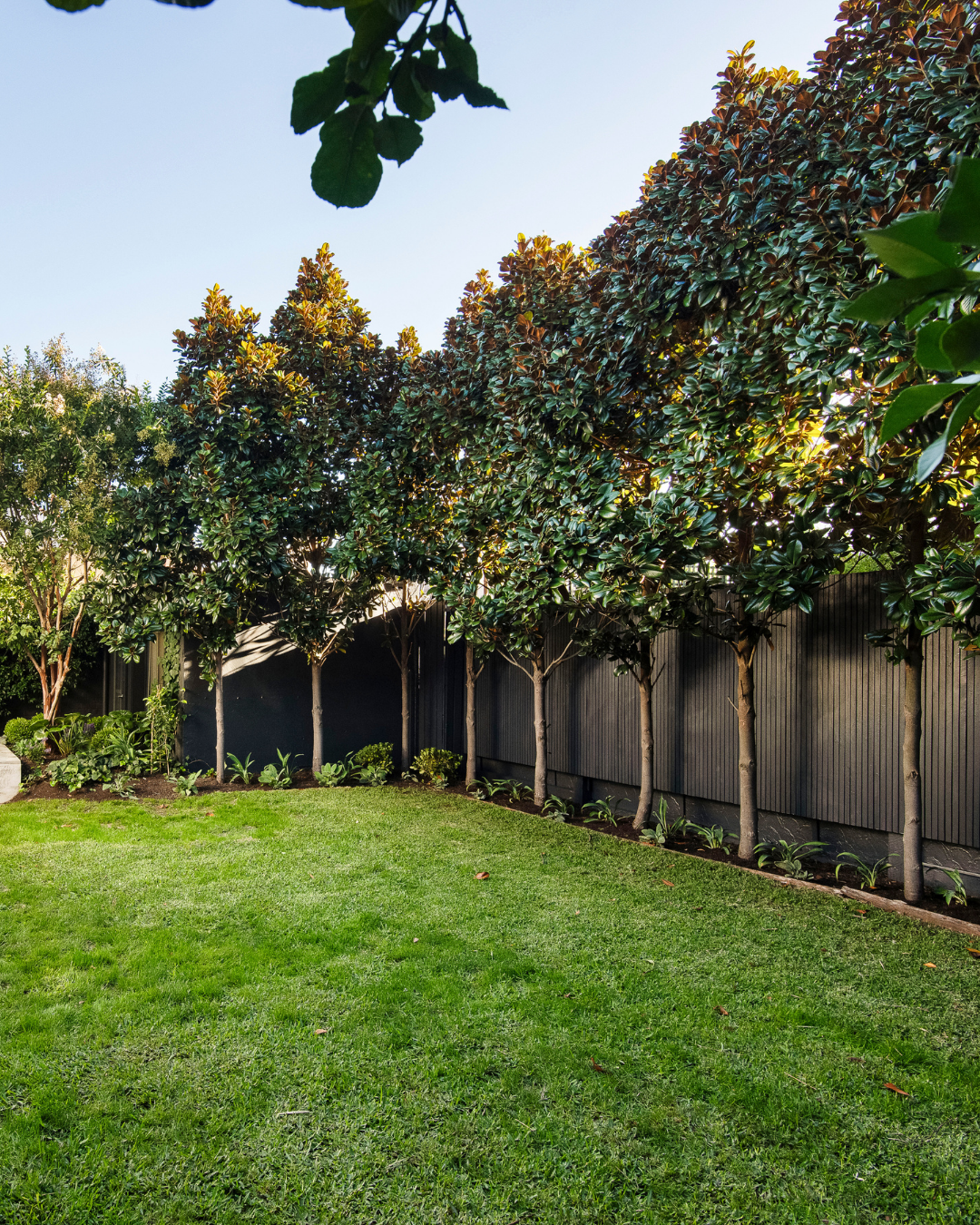 Magnolia grandiflora 'Teddy Bear' — project image 1