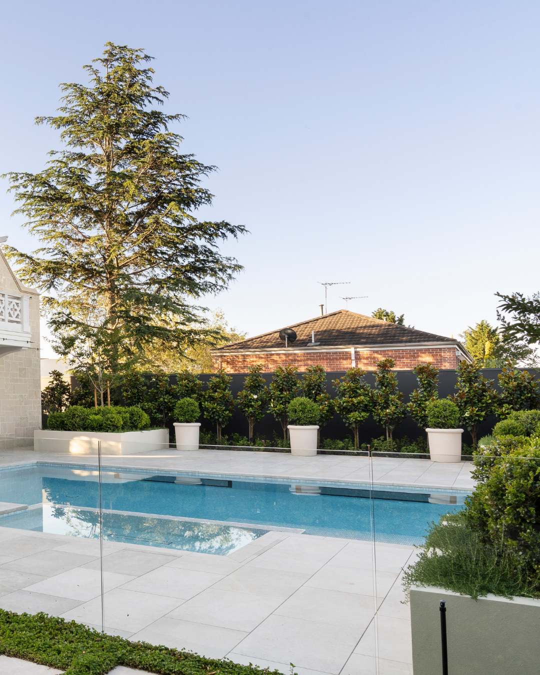 Magnolia grandiflora 'Teddy Bear' — project image 2