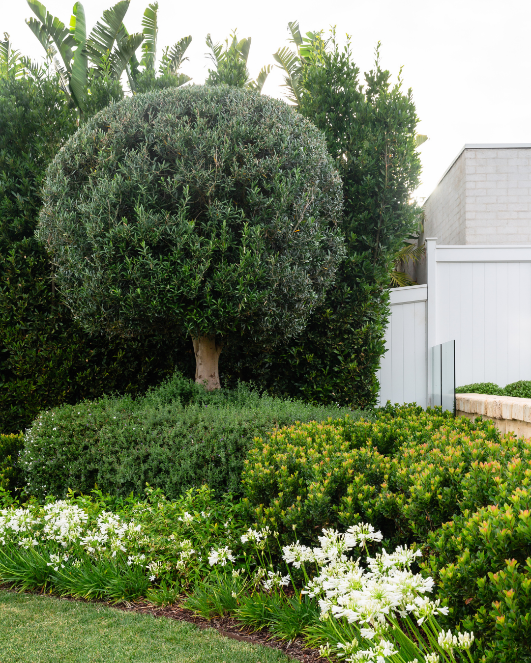 Olea europaea 'Manzanillo' - Olive — project image 1