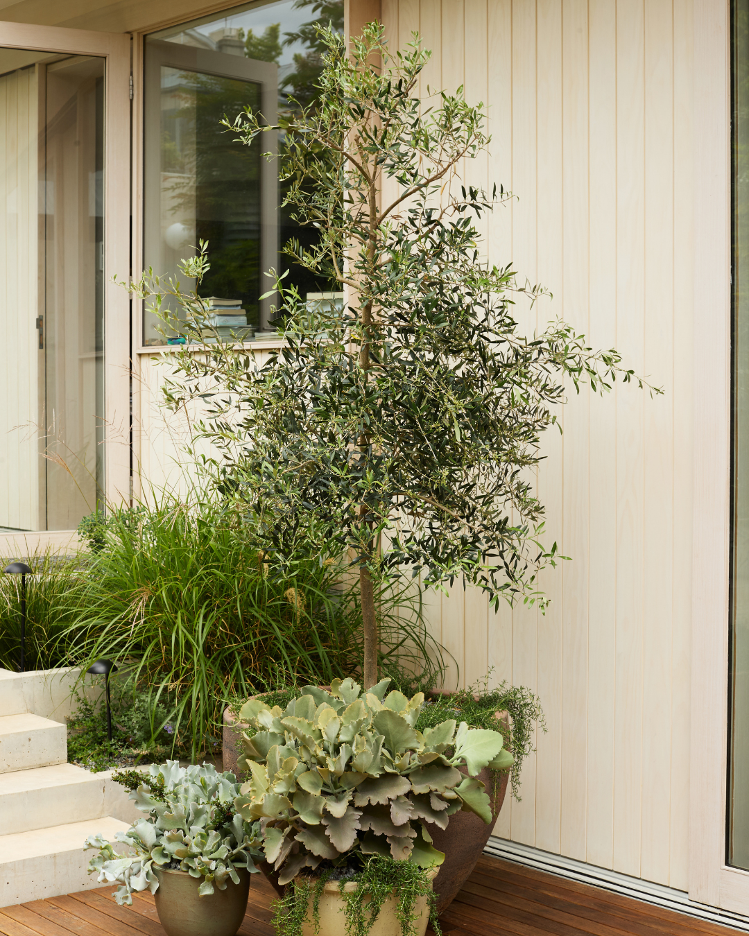 Olea europaea 'Swan Hill' Non Fruiting Olive — project image 1