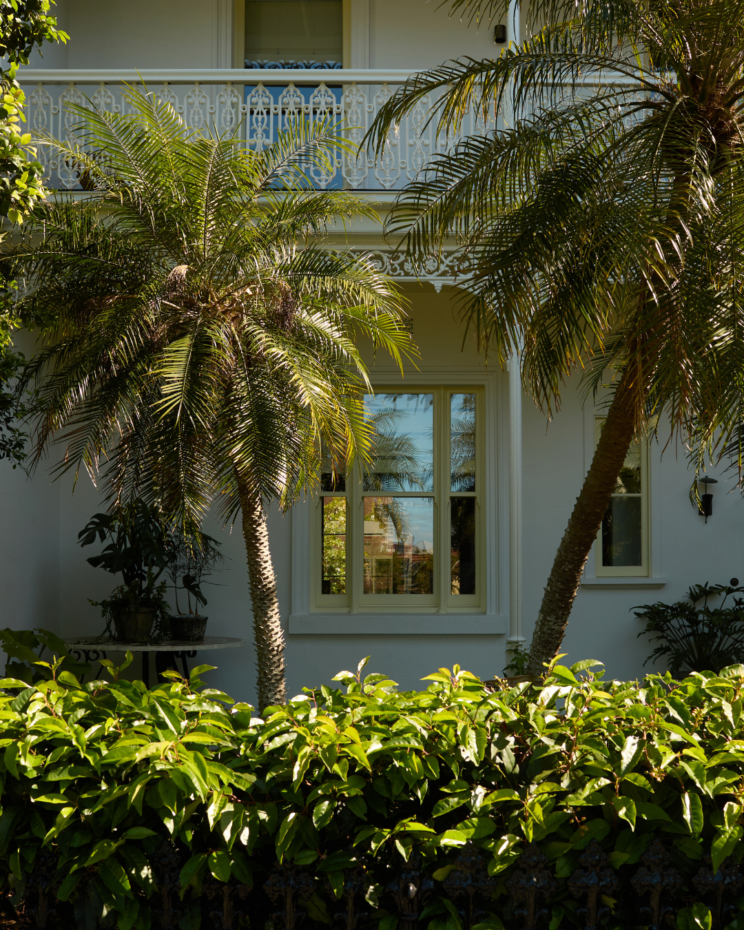 Phoenix roebelenii Pygmy Date Palm — project image 2