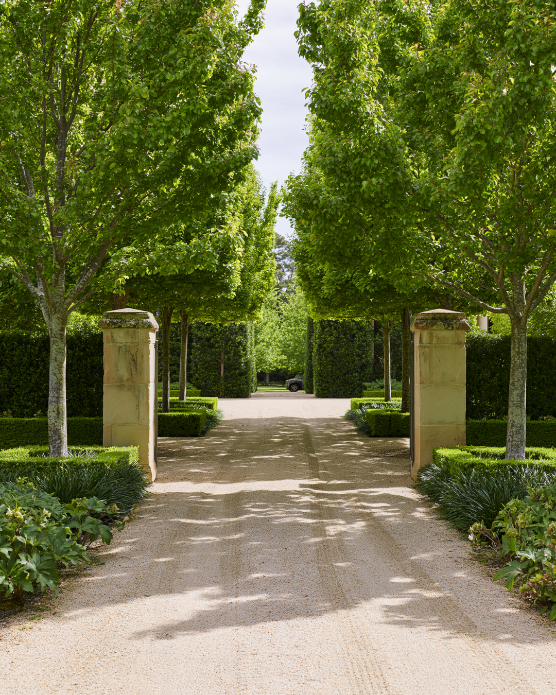 Pyrus calleryana 'Chanticleer' — project image 1