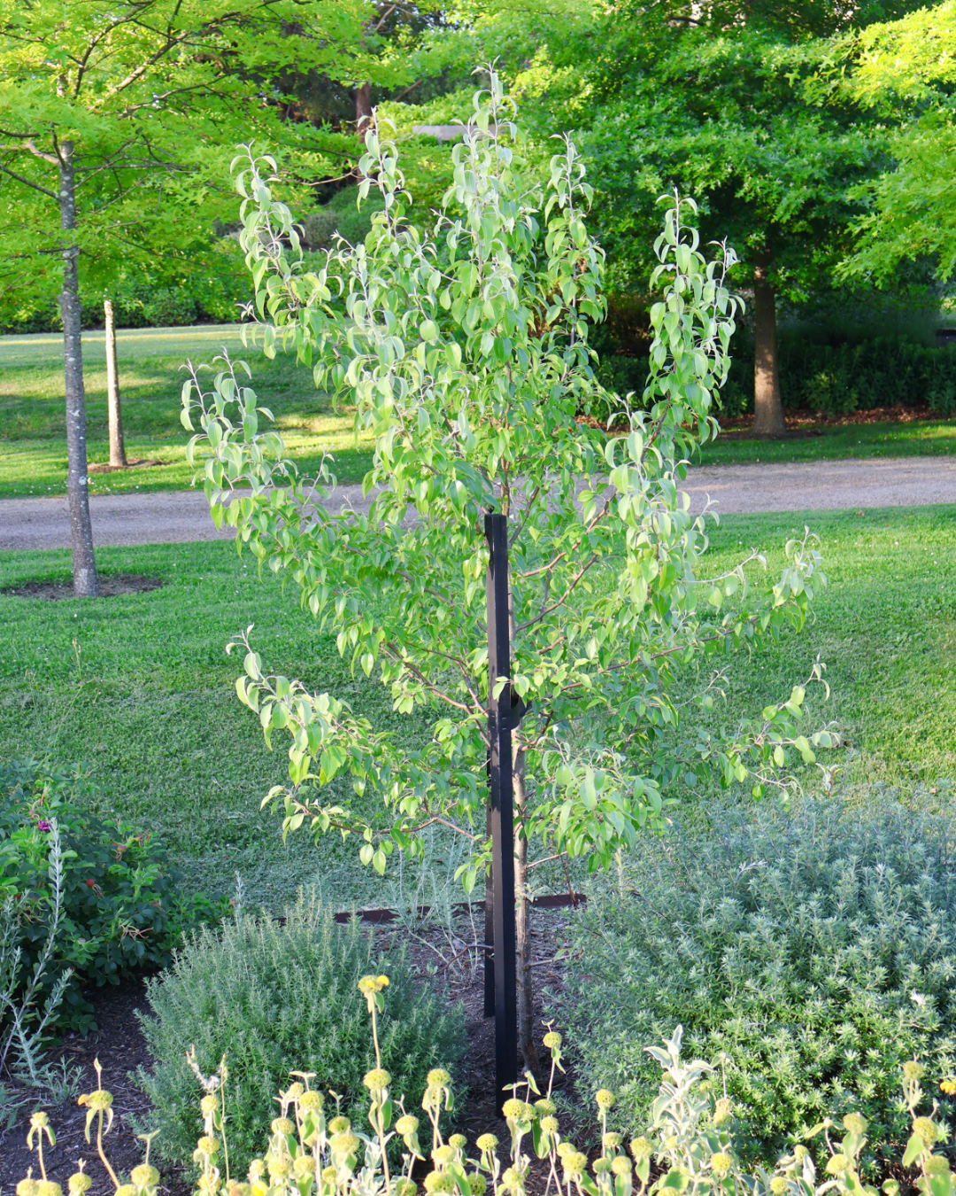 Pyrus nivalis Snow Pear — project image 2