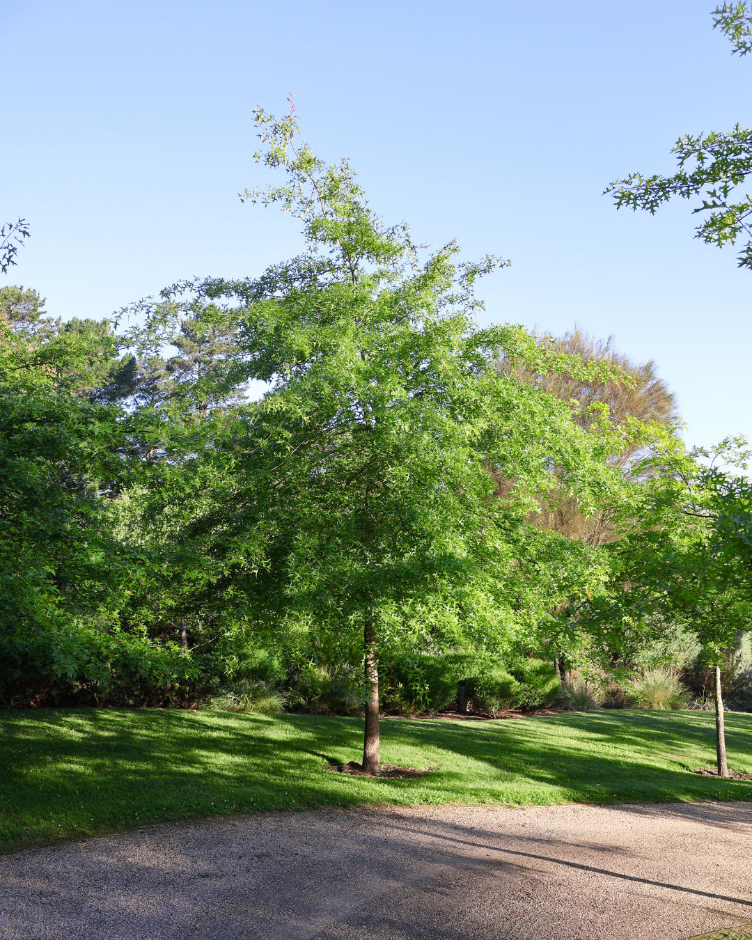 Quercus palustris - Pin Oak — project image 1