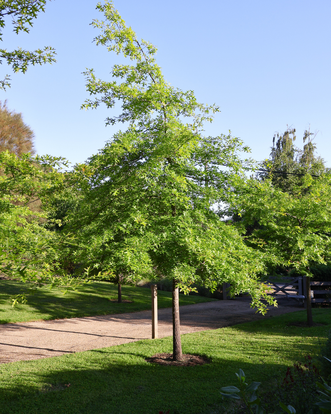 Quercus palustris - Pin Oak — project image 2
