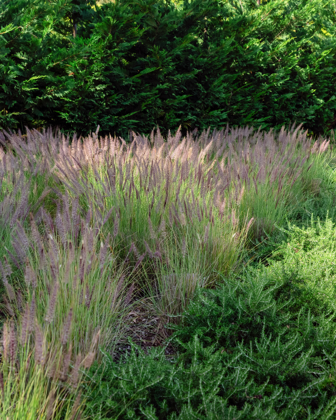 Rosmarinus officinalis – Rosemary — project image 1