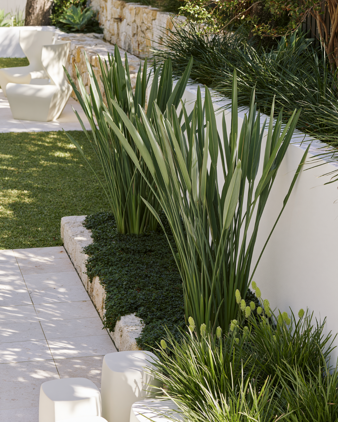 Strelitzia parvifolia — project image 2