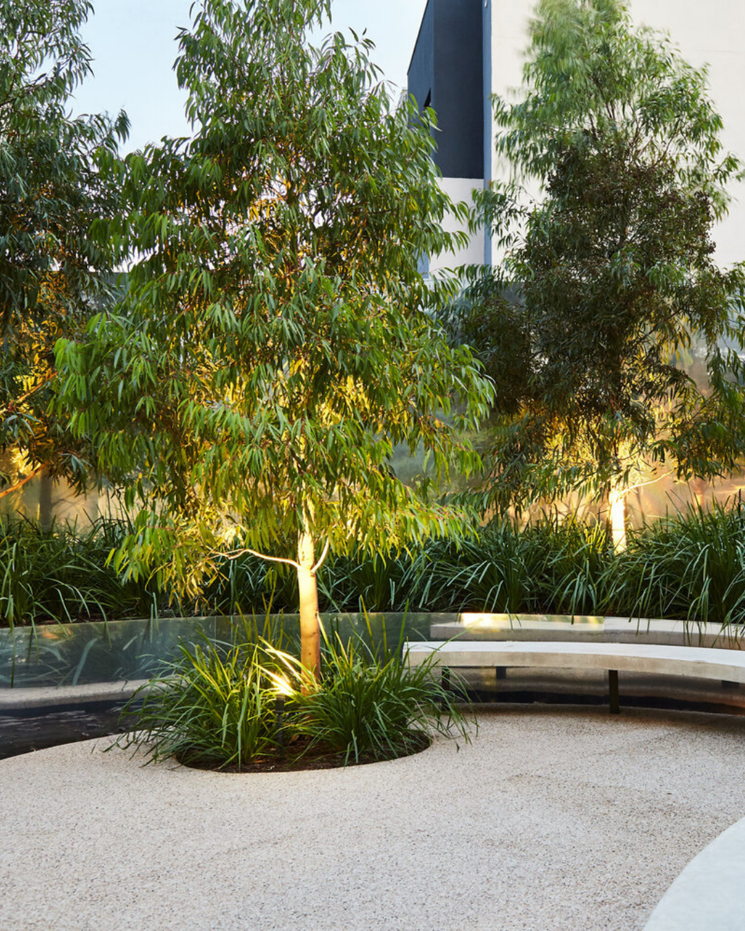 Waterhousea floribunda Weeping Lilly Pilly — project image 3