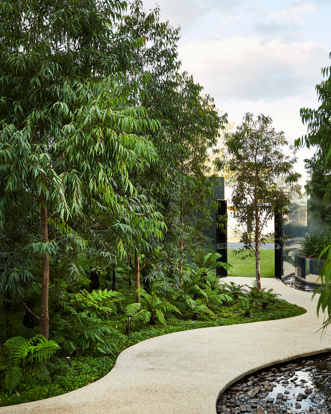Waterhousea floribunda Weeping Lilly Pilly — project image 4