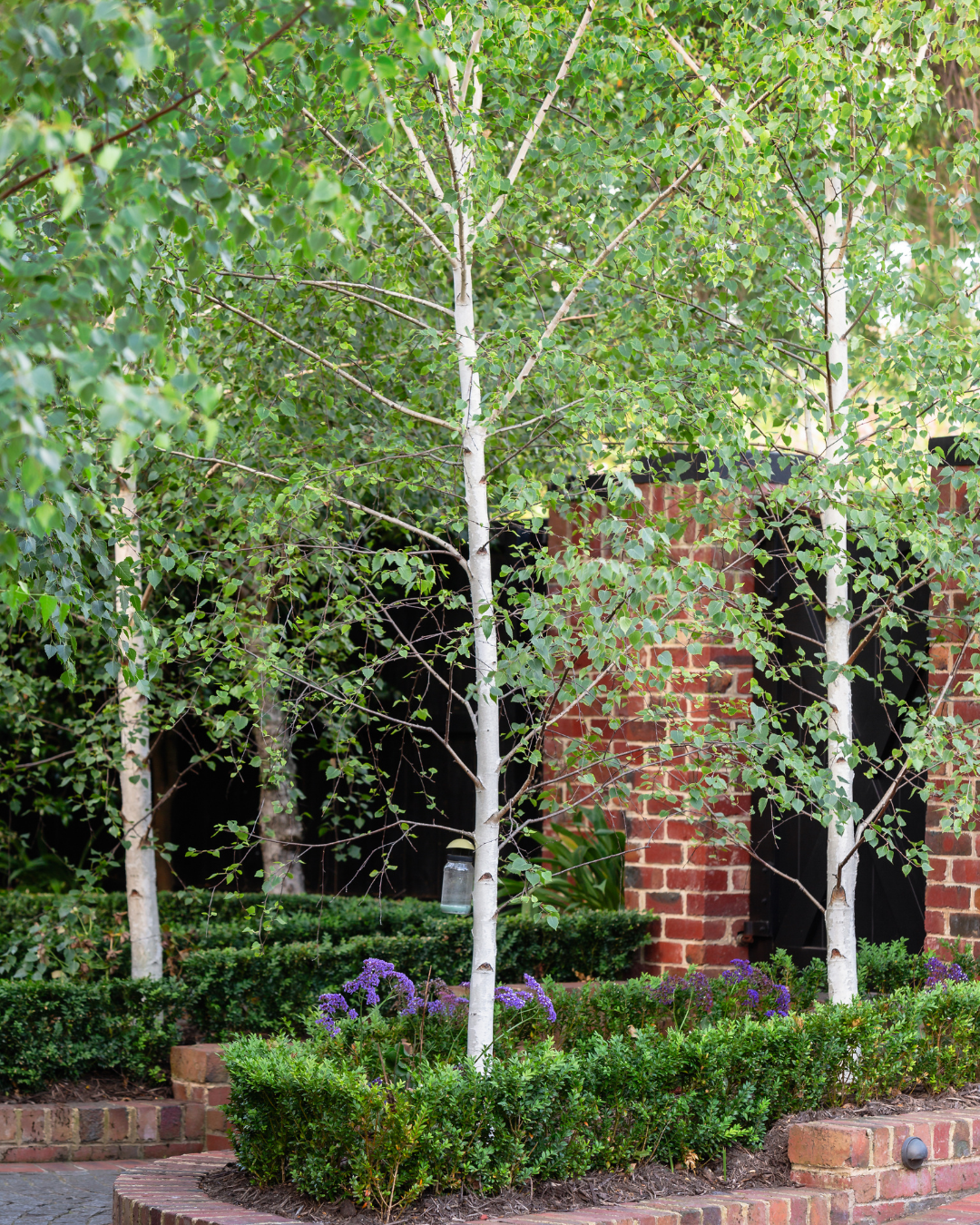 Project photo for betula pendula moss white silver birch