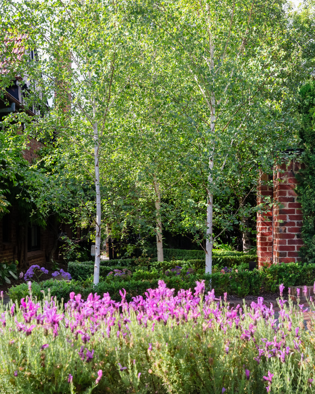 Project photo for betula pendula moss white silver birch