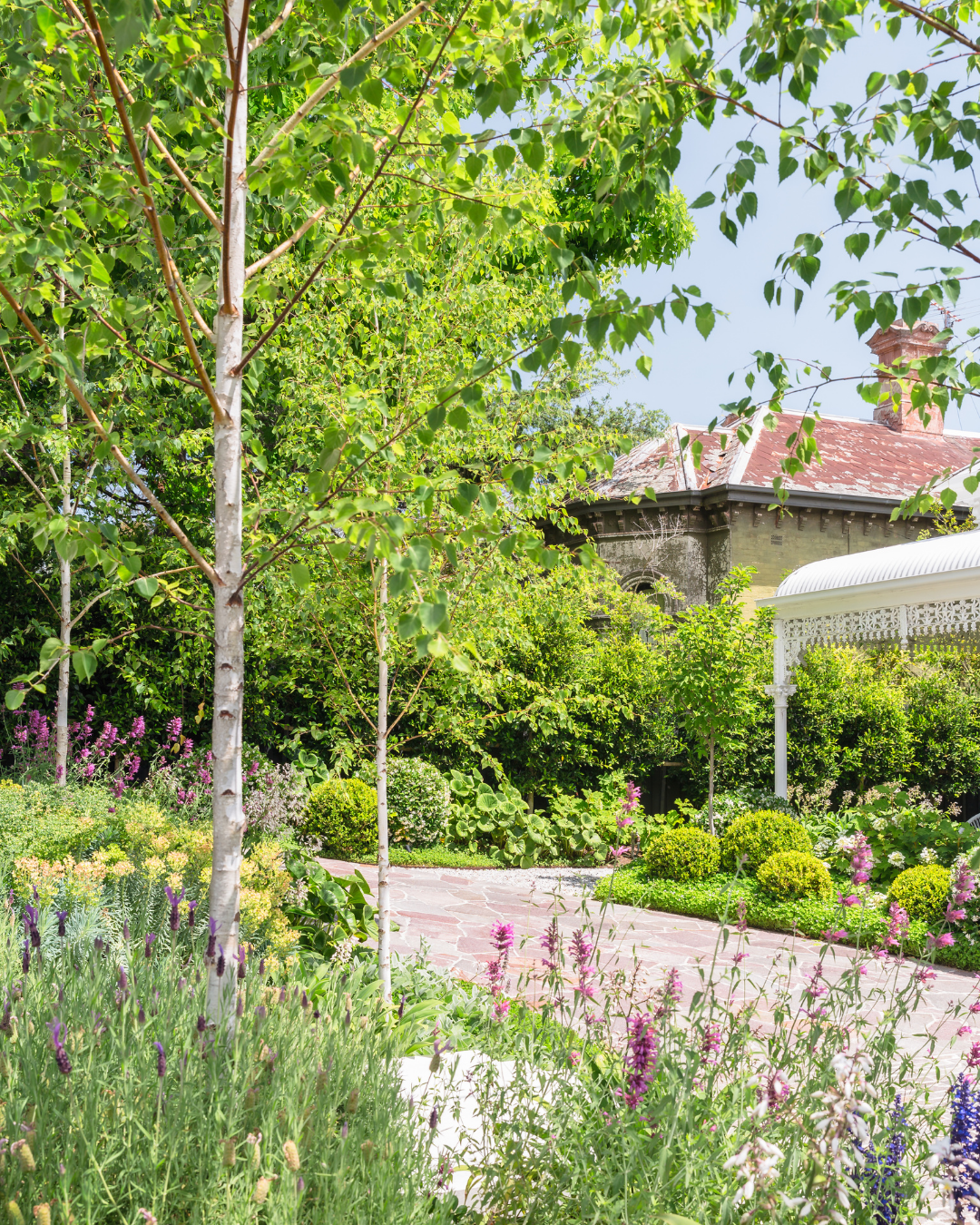 Project photo for betula pendula moss white silver birch