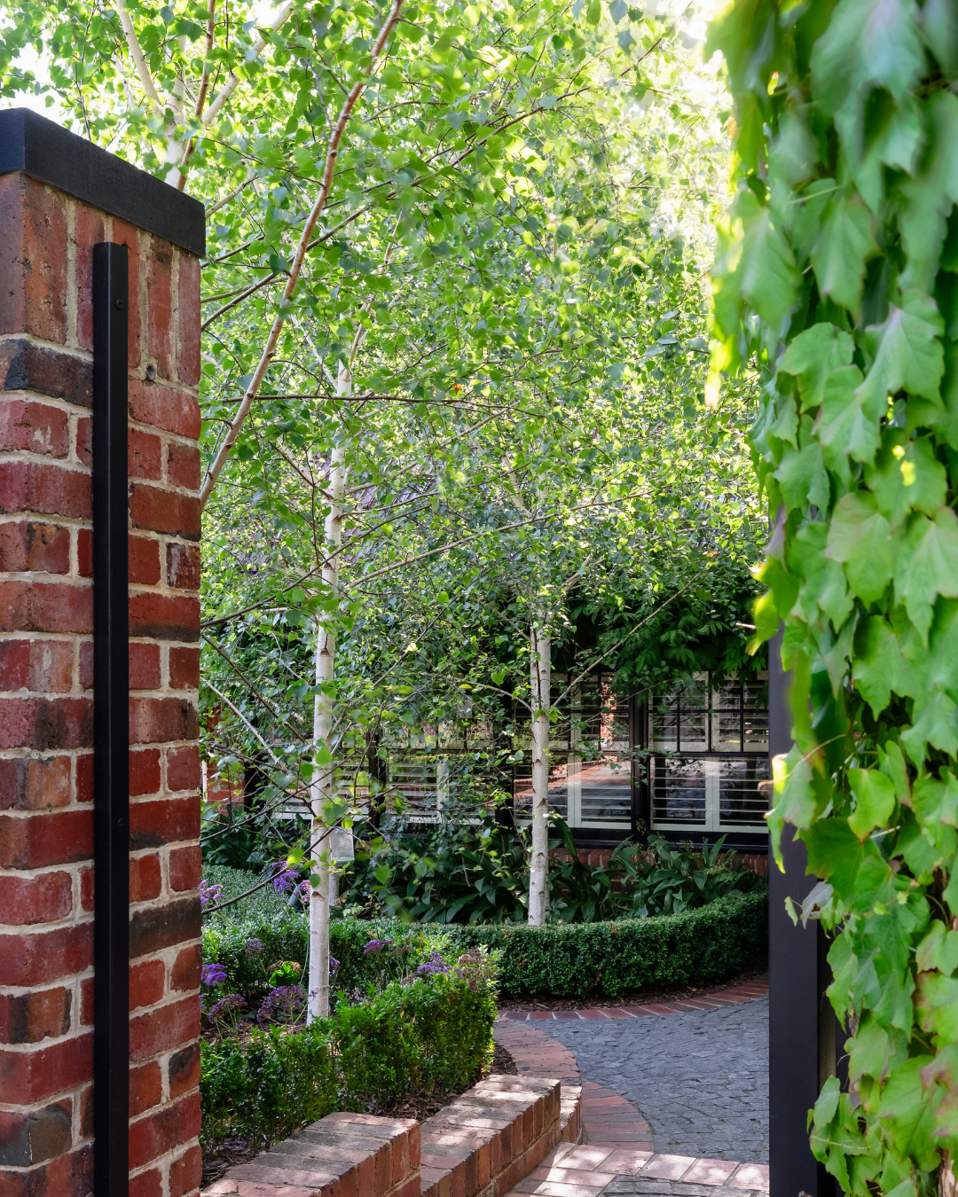Project photo for betula pendula moss white silver birch