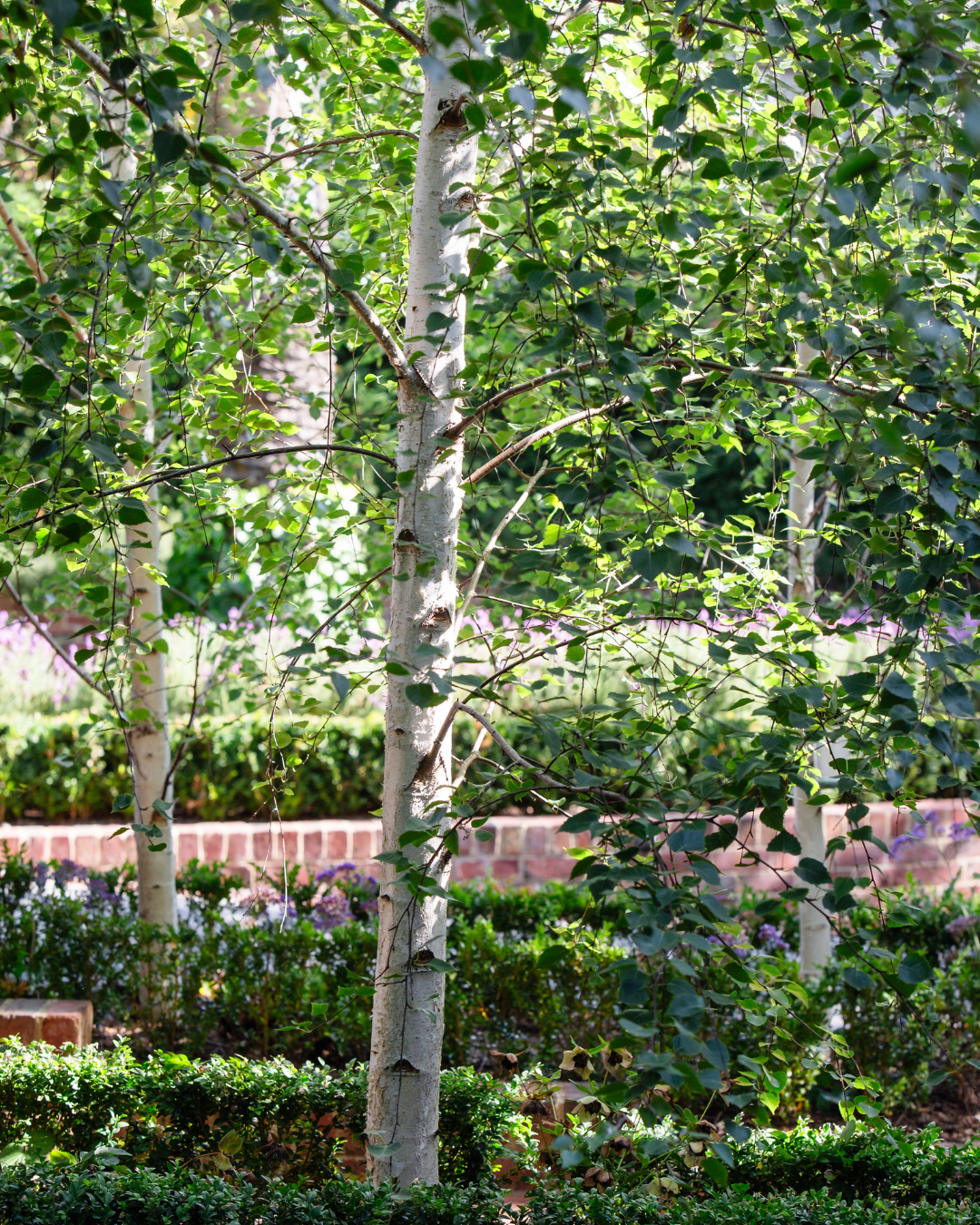 Project photo for betula pendula moss white silver birch