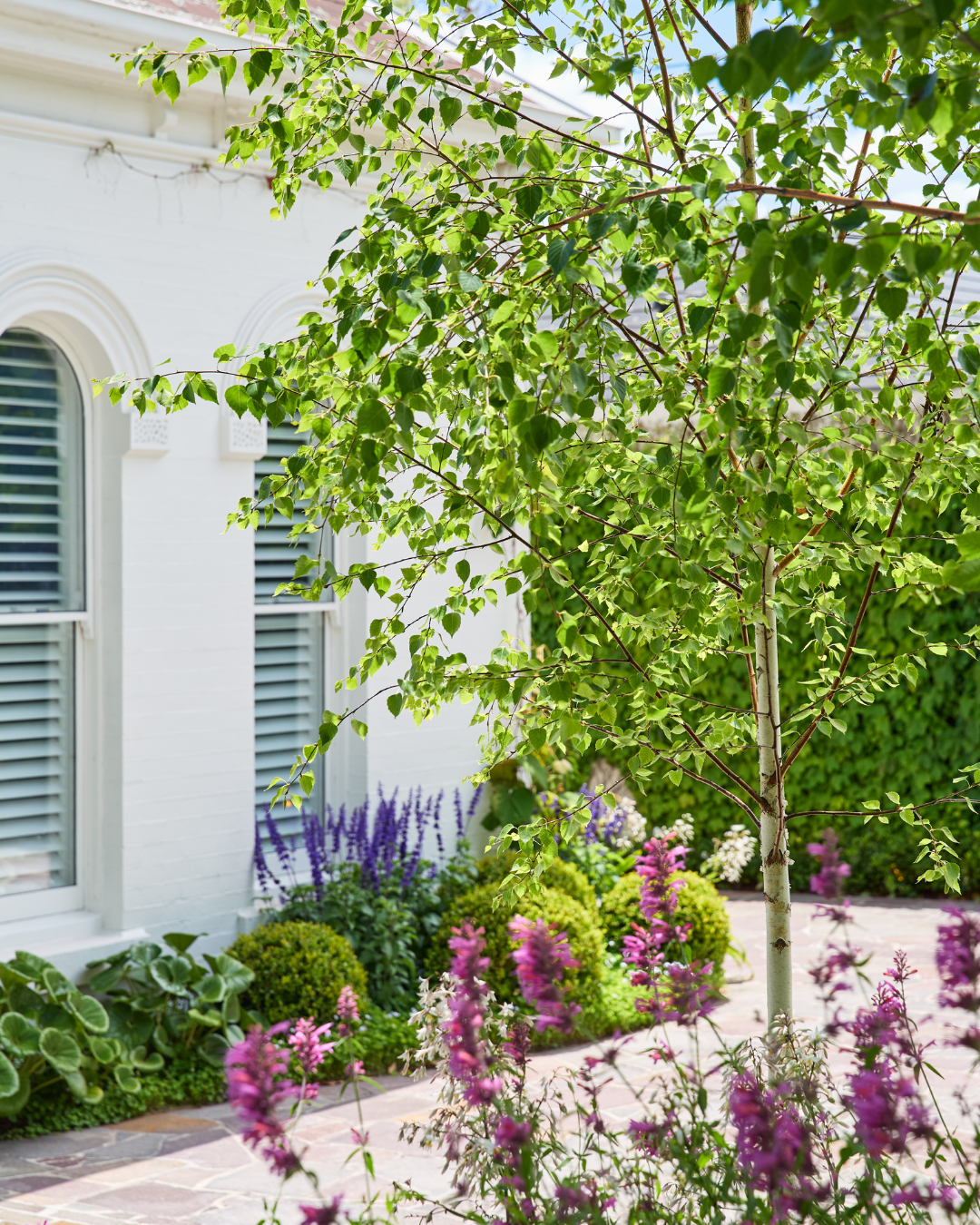 Project photo for betula pendula moss white silver birch