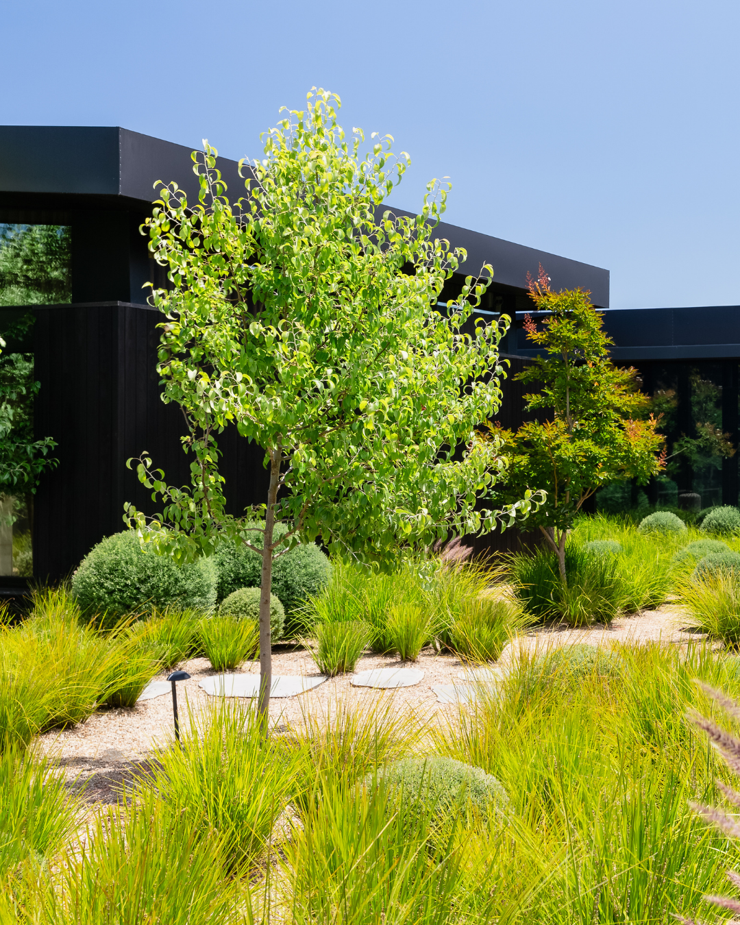 Project photo for pyrus nivalis snow pear
