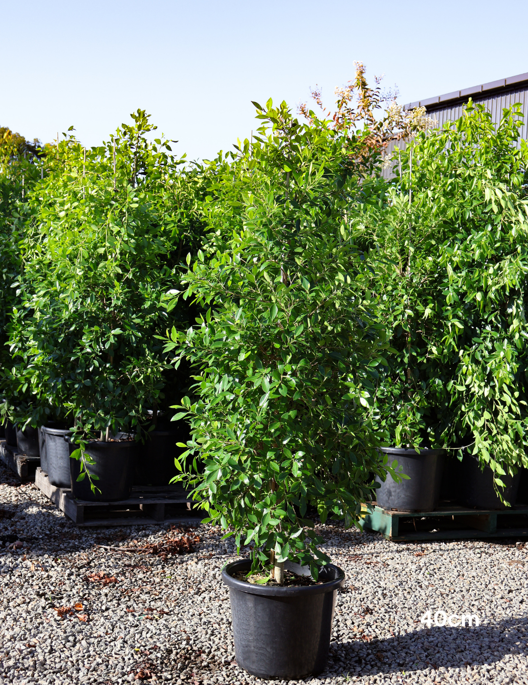 Ficus hillii 40cm/45L — source photo 3