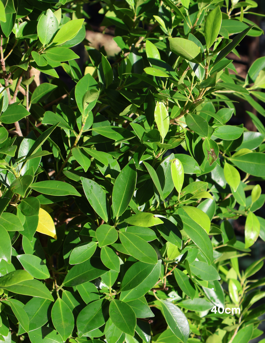 Ficus hillii 40cm/45L — source photo 4