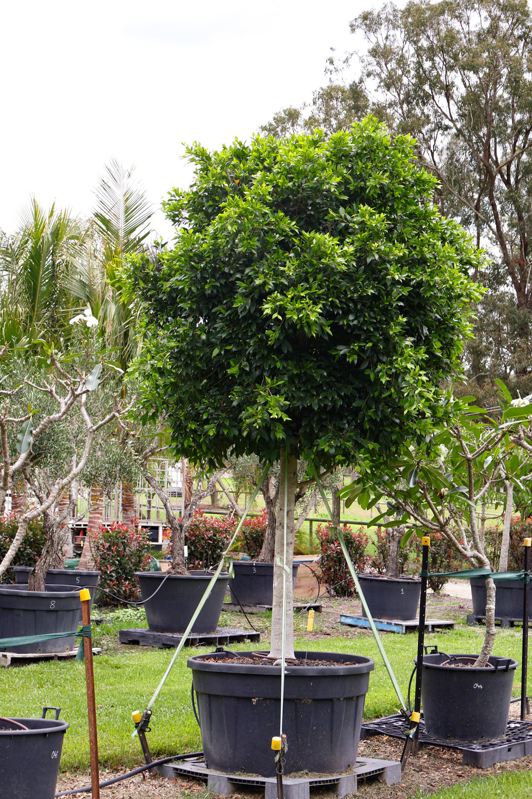 Ficus hillii 500L — photo 2