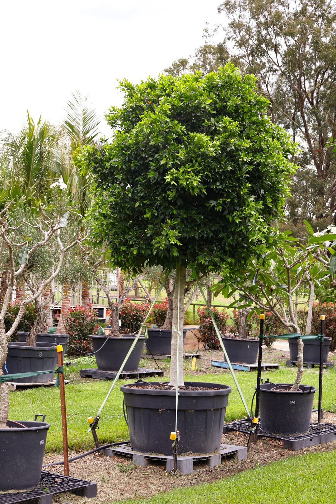 Ficus hillii 500L — photo 3