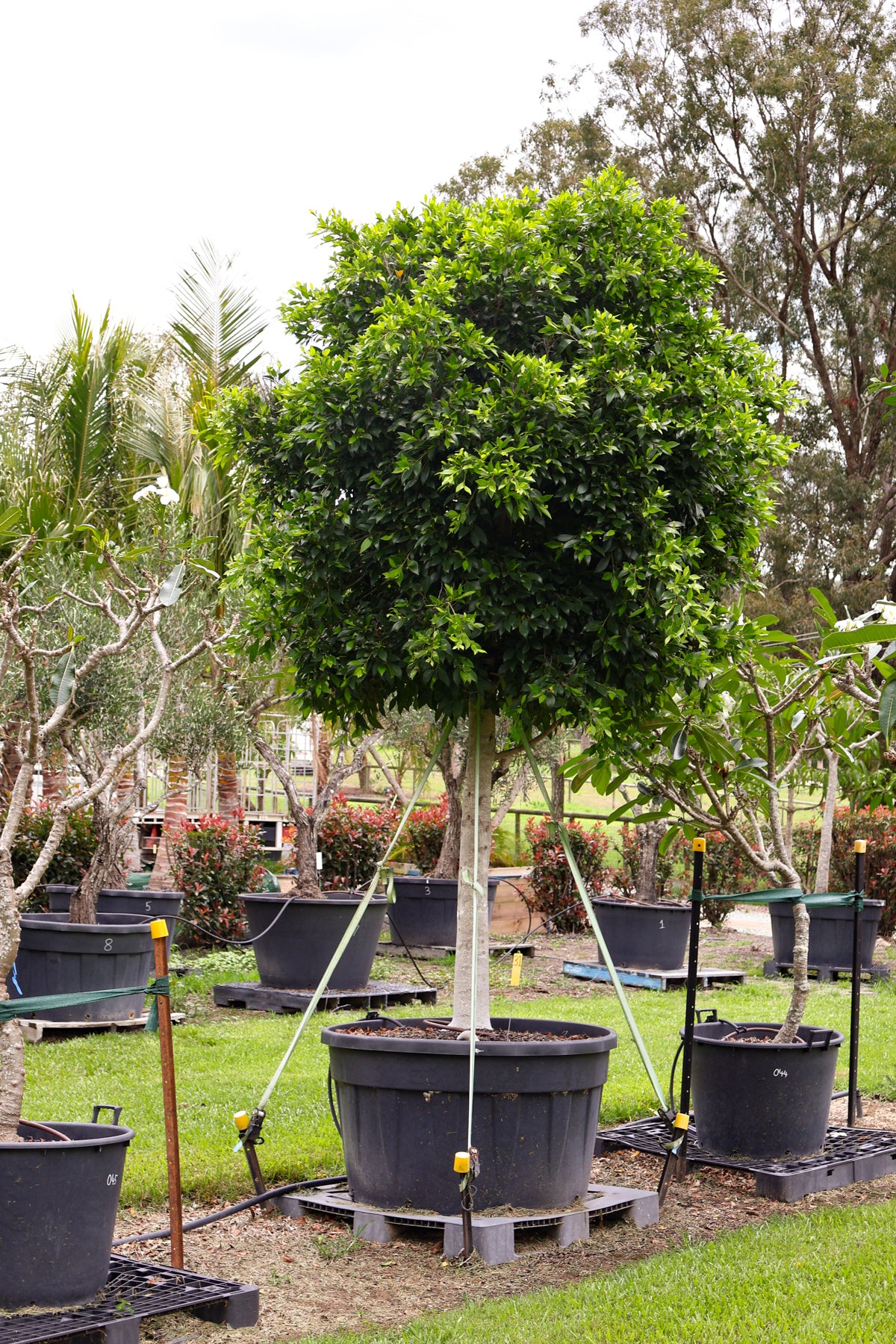 Ficus hillii 500L — photo 3