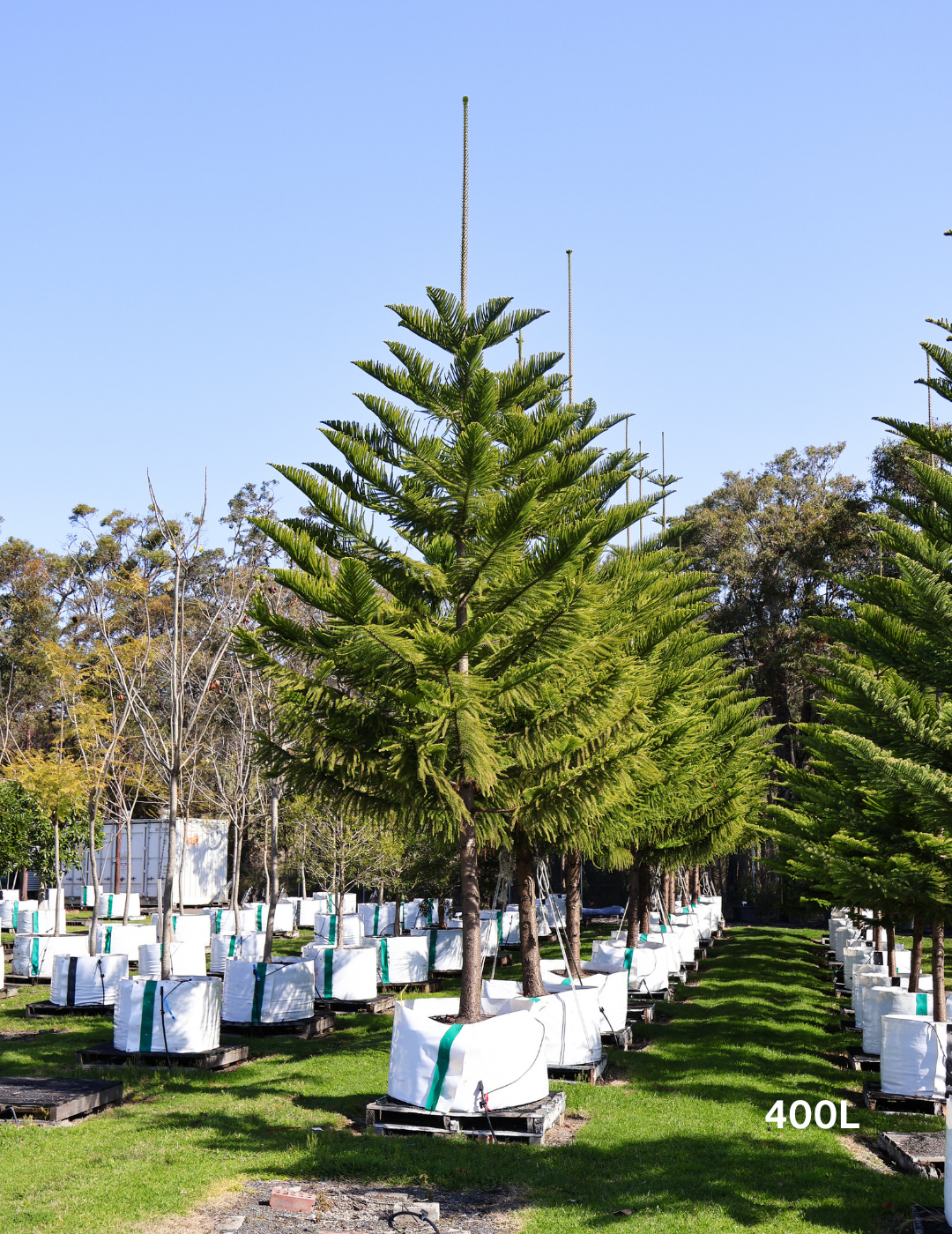 Araucaria heterophylla - Norfolk Island Pine 400L — photo 1