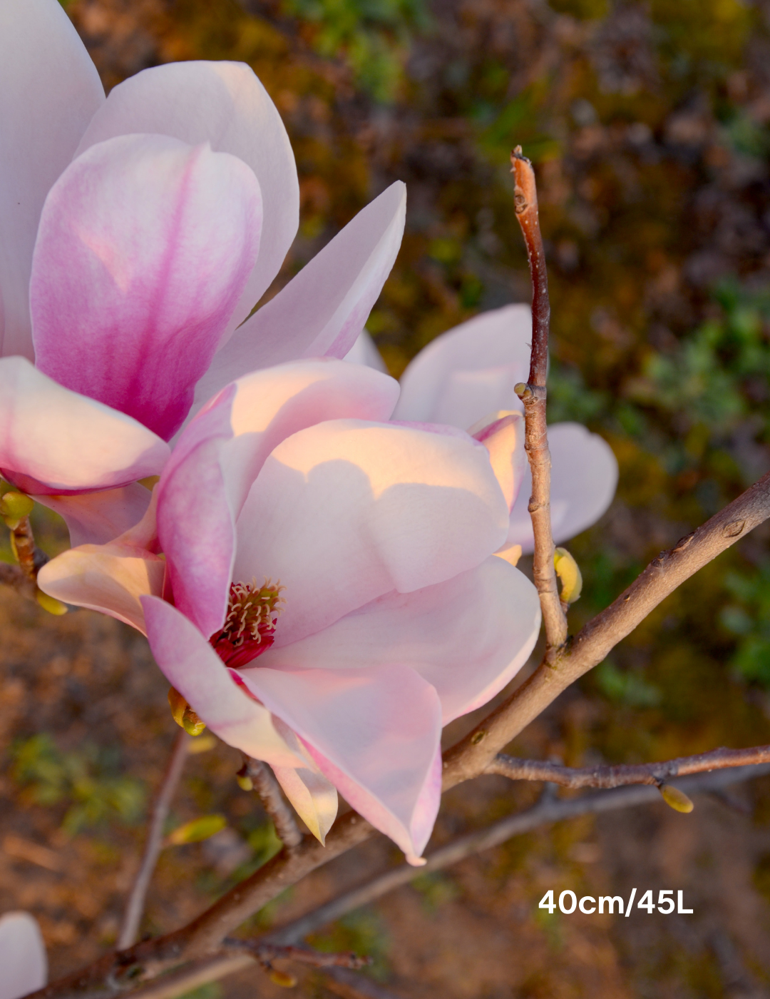 magnolia x soulangeana 40cm/45L photo 1