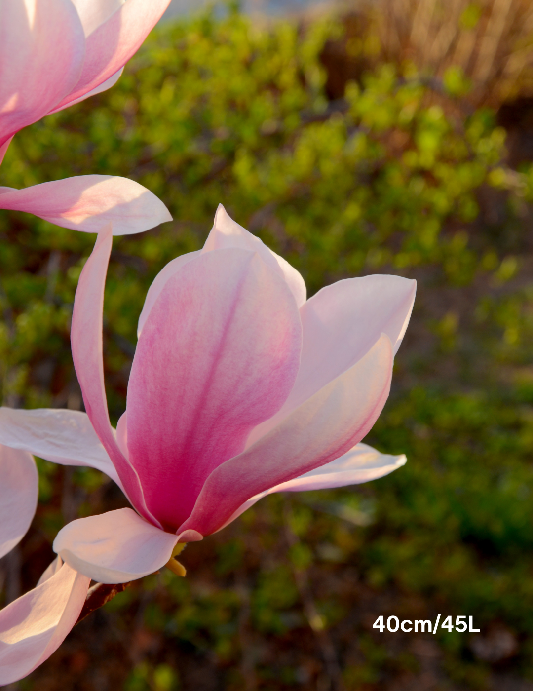magnolia x soulangeana 40cm/45L photo 3