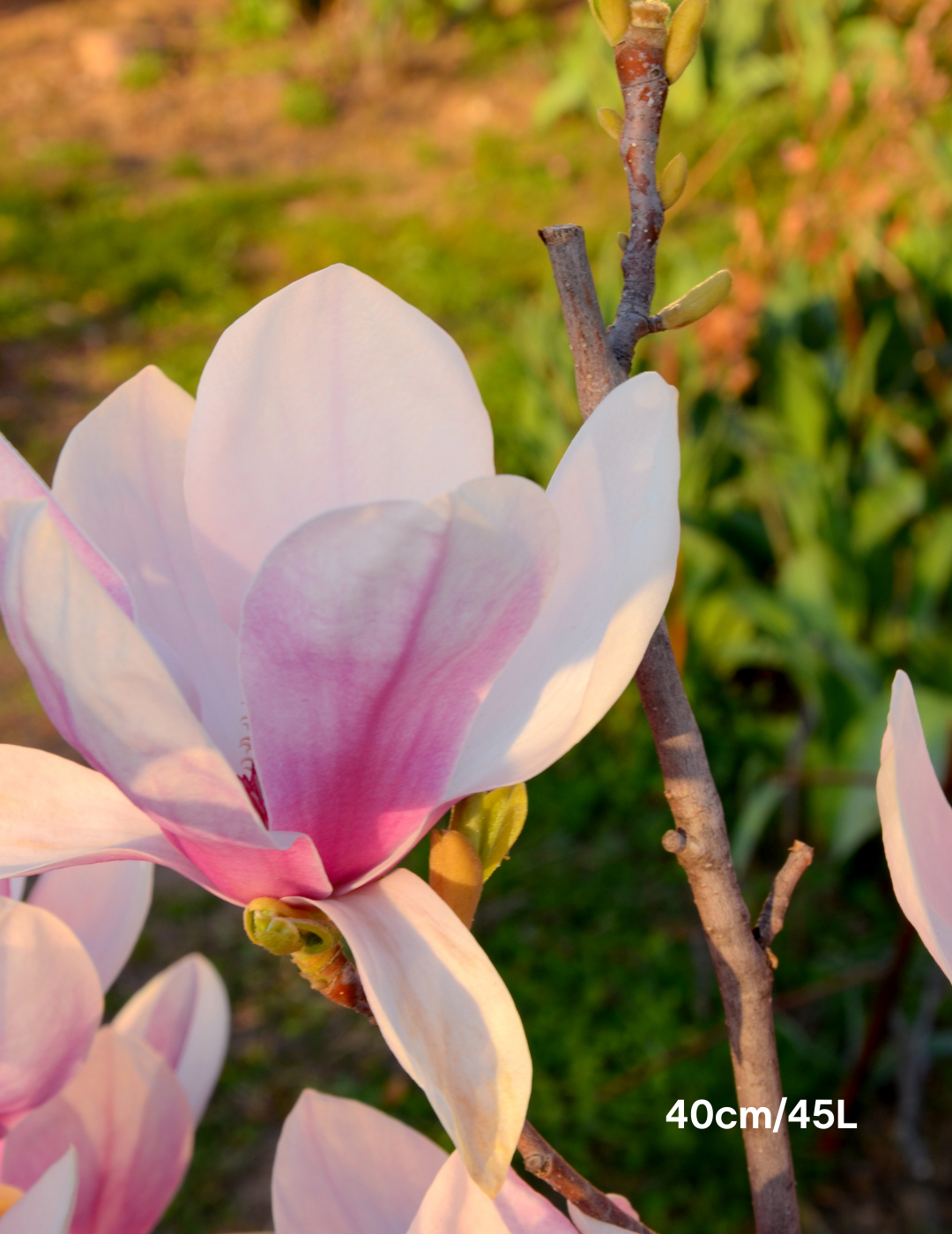 magnolia x soulangeana 40cm/45L photo 4