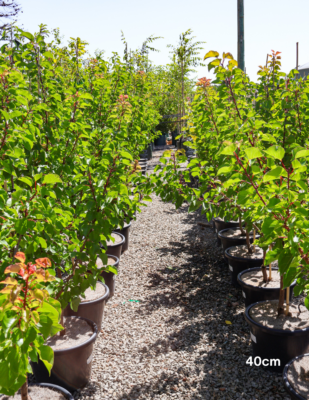 Prunus armeniaca 'Moorpark' Apricot 40cm/45L — photo 1