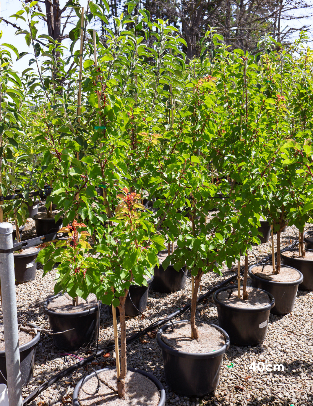 Prunus armeniaca 'Moorpark' Apricot 40cm/45L — photo 2