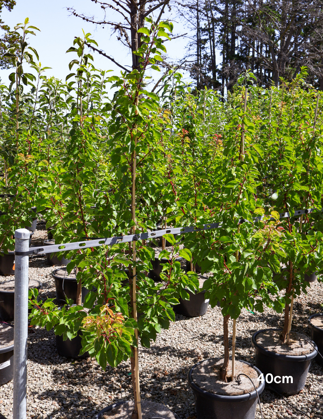 Prunus armeniaca 'Moorpark' Apricot 40cm/45L — photo 3