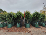 Waterhousea floribunda 'Green Avenue' — 200L nursery photo