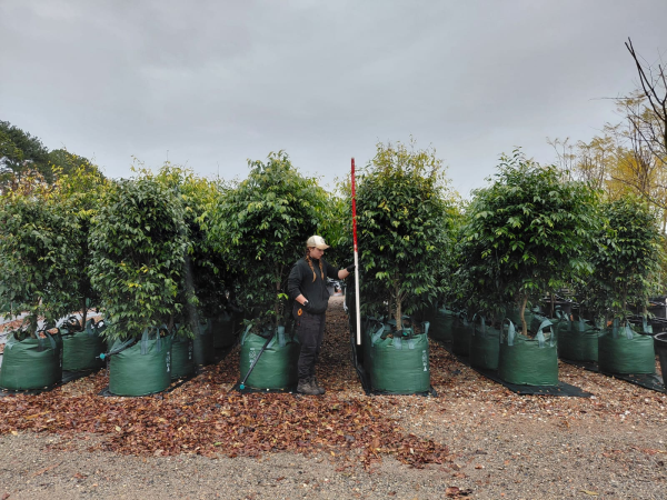 Waterhousea floribunda 'Green Avenue' — 200L nursery photo