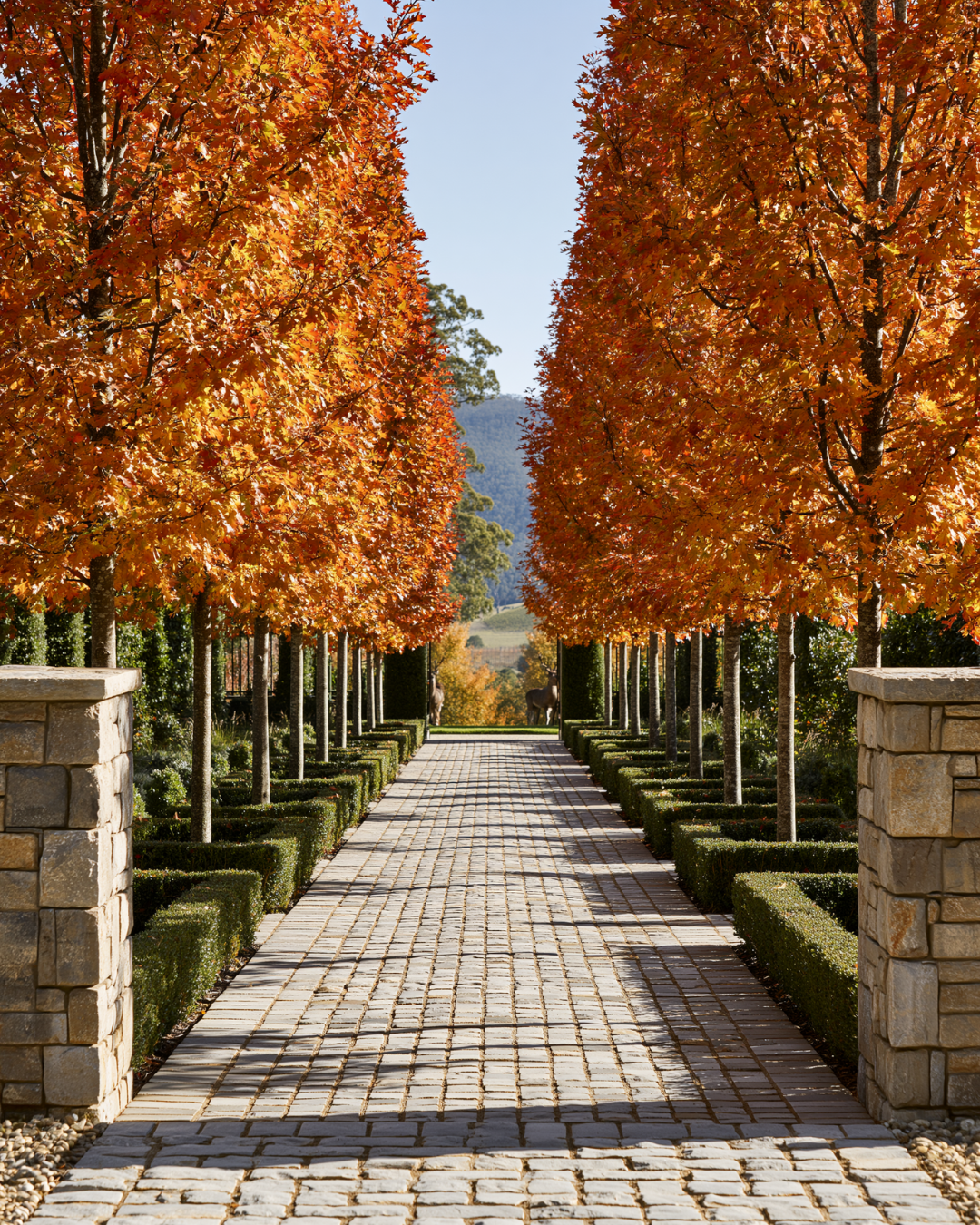 Fagus sylvatica European Beech