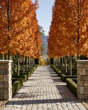 Fagus sylvatica European Beech