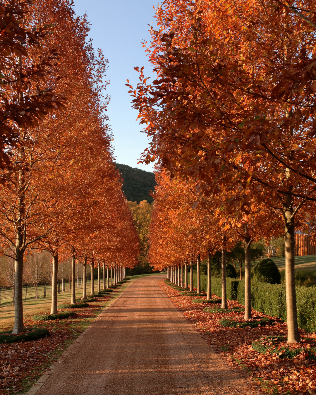 Fagus sylvatica European Beech