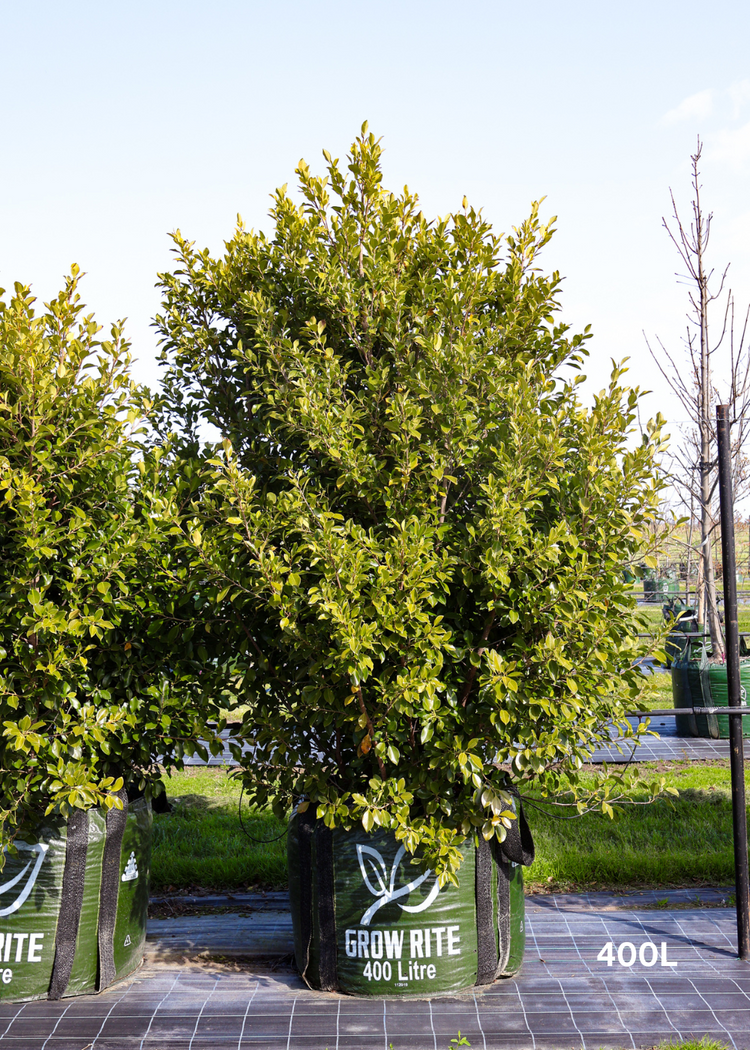 Ficus microcarpa hillii - Evergreen Trees Direct