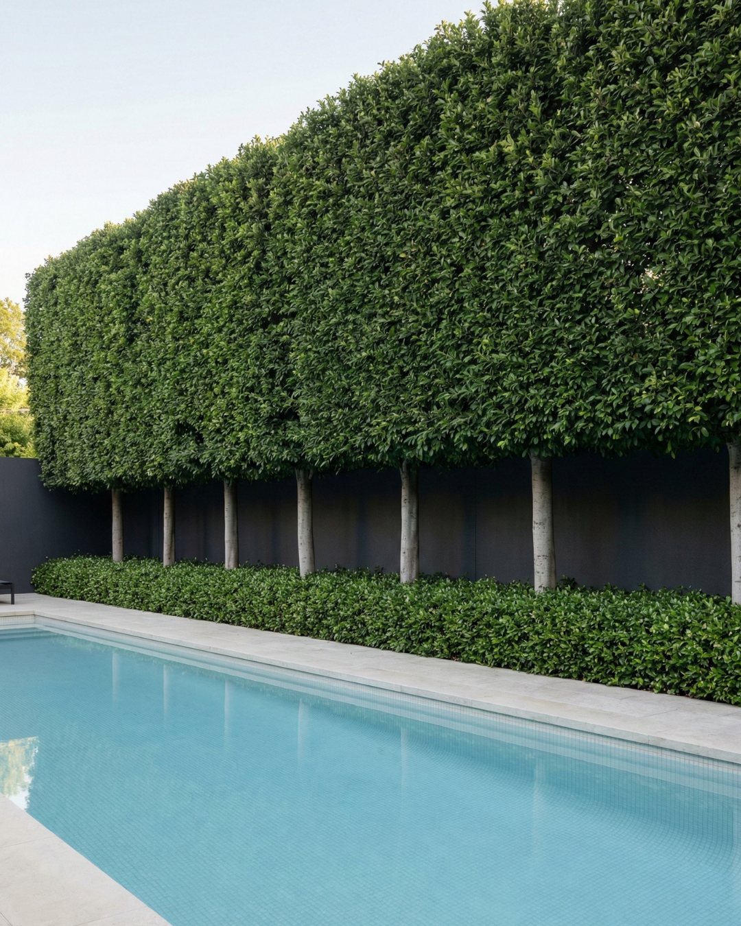 Evergreen Trees Direct