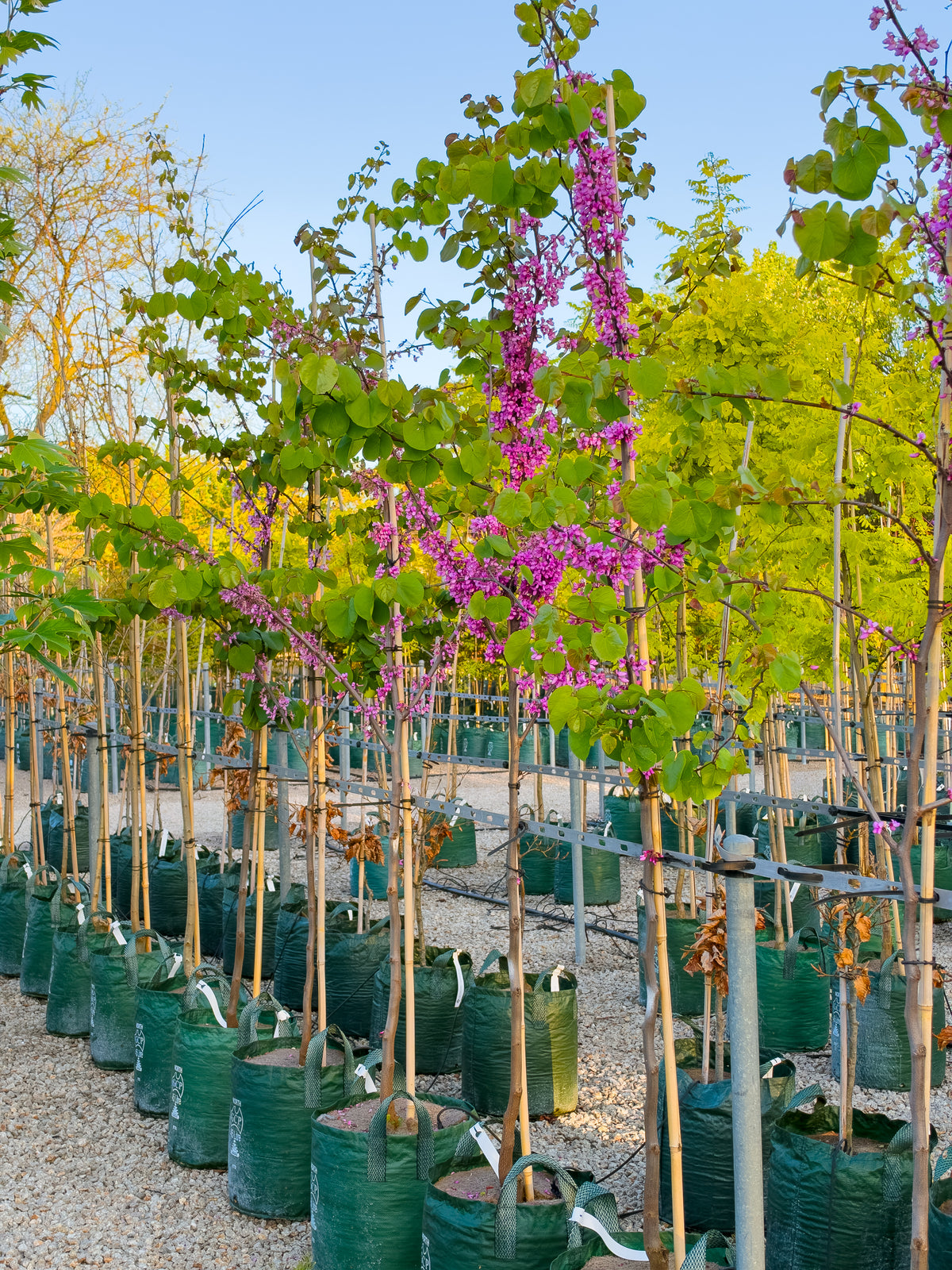 Cercis canadensis Eastern Redbud 40cm 45L advanced tree